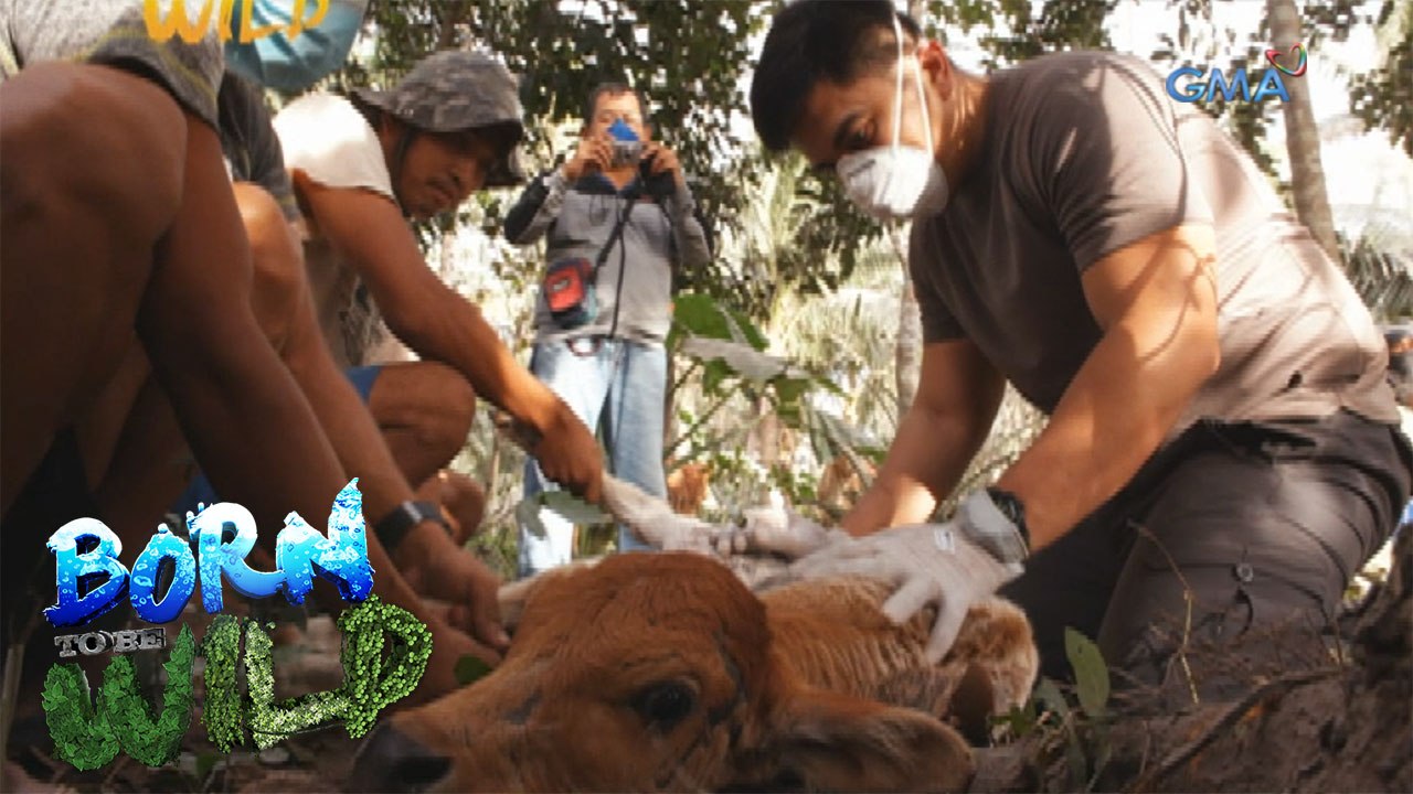 Born to Be Wild: Treating a baby carabao with a fungal infection
