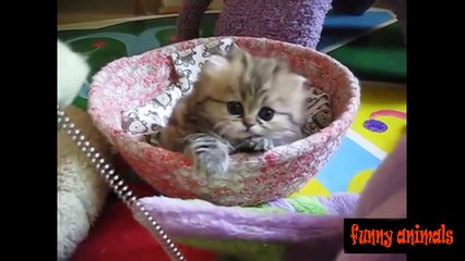 ЛУЧШИЕ ПРИКОЛЫ С КОШКАМИ 2016, КОТЫ И КОТЯТА ПОДБОРКА С ЖИВОТНЫМИ / FUNNY CATS,DOGS,ANIMALS №12