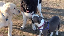 A Newfoundland, a Great Dane, a PitBull and a Bandog Play Together