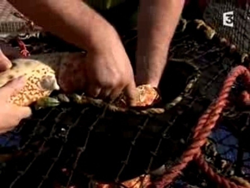 Australie Les Crabes Géants