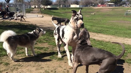 A GIANT Great Dane Runs Over a 75 Ib PitBull