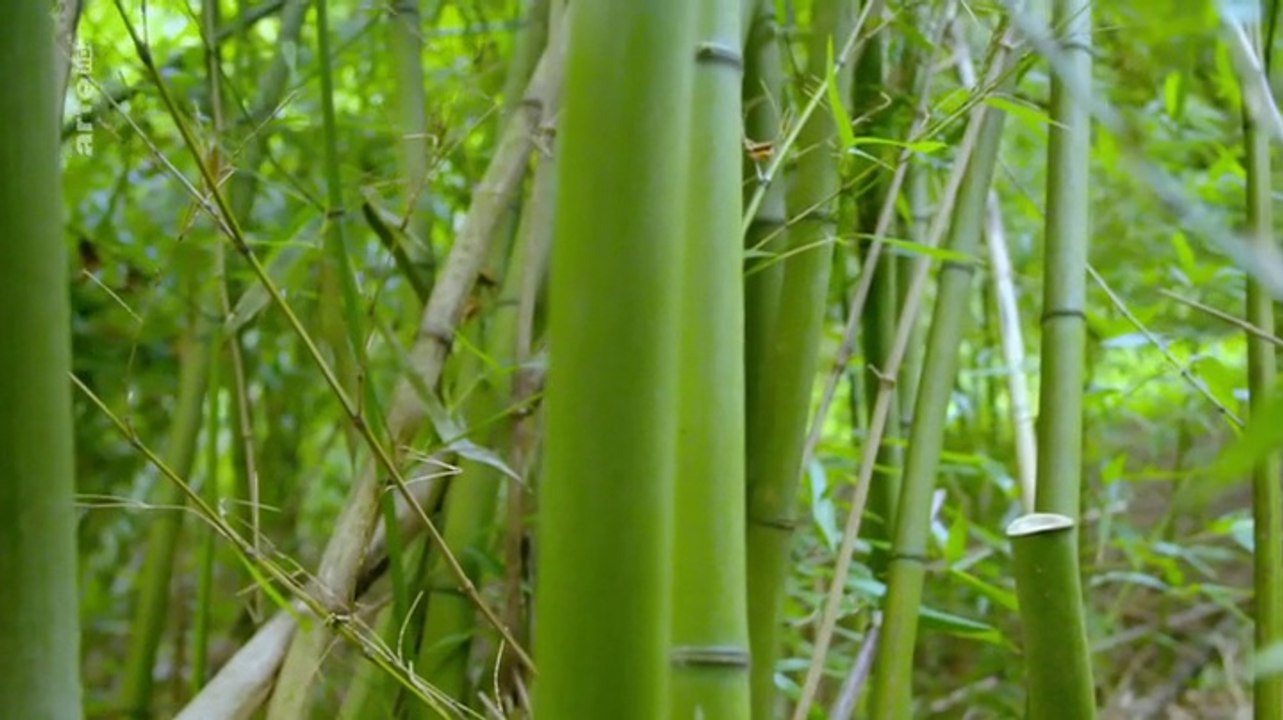 Bambus - Baumaterial mit Zukunft