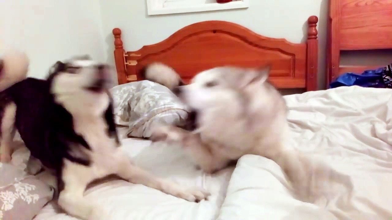 deux chiens se disputent et... boudent