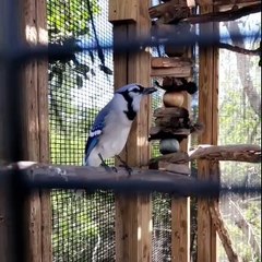 Un oiseau miaule comme un chat