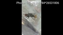 Fly Control, Pest Control , Termite Control, Pest Control in Delhi NCR, cockroaches control service