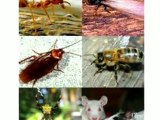 Pest Control ,  Termite Control ,  Rodent Control ,  Indian Pest Control  ,  Mosquito Control