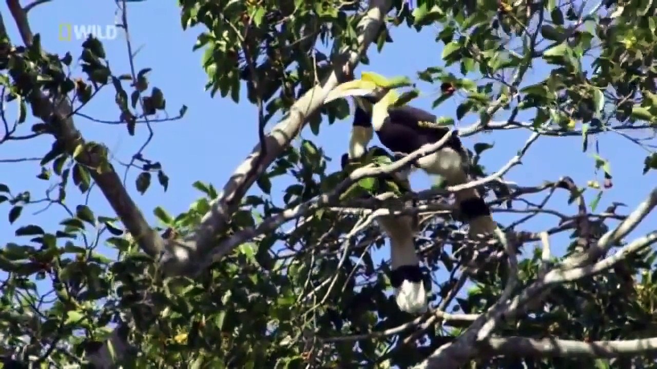 wildlife_documentary_-_Wild_Thailand_A_Land_of_Beauty_-_Discovery_channel_animal
