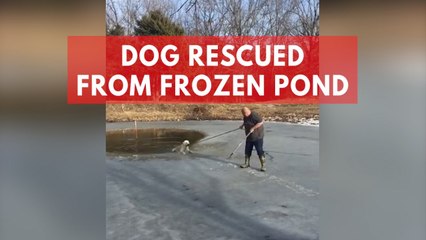 Dog latches onto rope with its teeth to get free of frozen pond