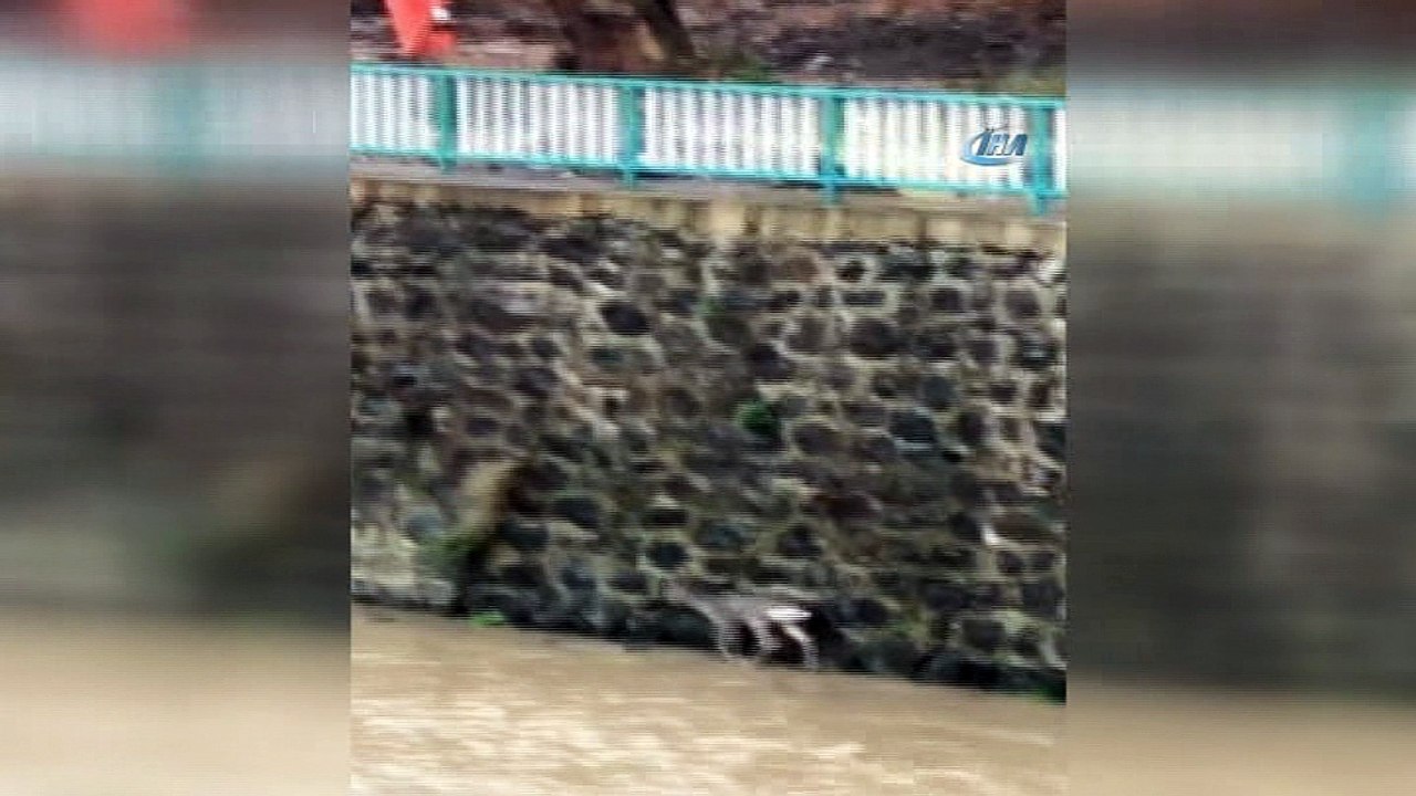 Derede mahsur kalan karaca için seferber oldular