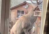 Stag Takes Food From Bird Table, Ambles Across Lawn
