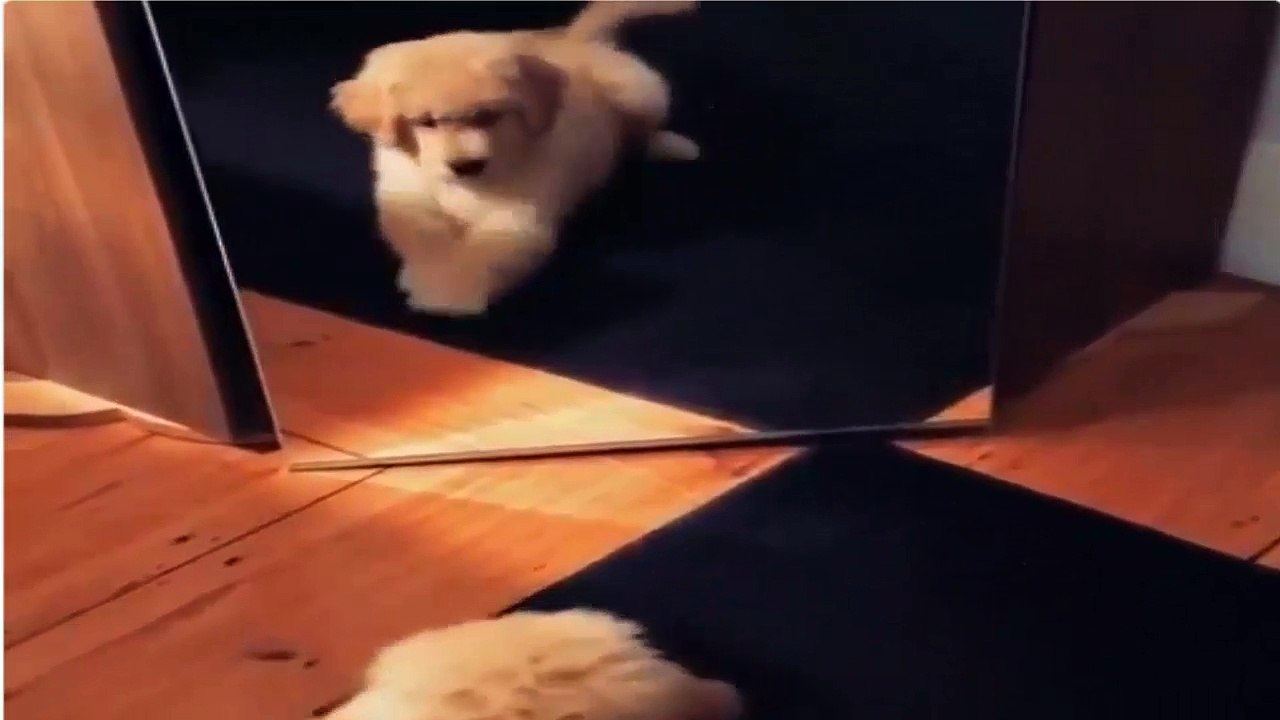 les chiens sont si mignons #2