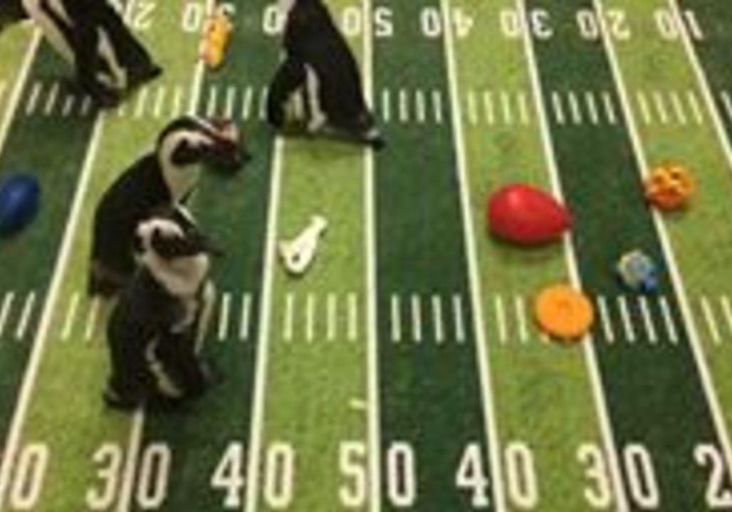 Penguins Compete in Their Own Super Bowl Sunday at Binghamton Zoo