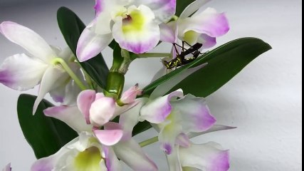 Une orchidée attrape un criquet