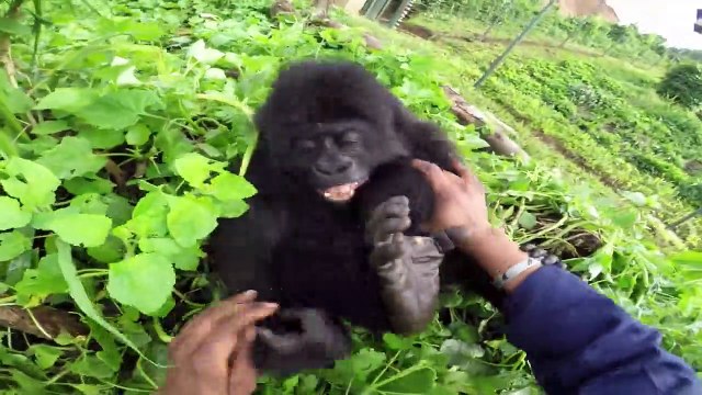 Ce bébé gorille adorable craint les chatouilles
