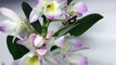 Une orchidée capture un criquet pour le dévorer...