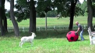 Funniest Animal Tricks of 2017 Compilation | Funny Pet Videos