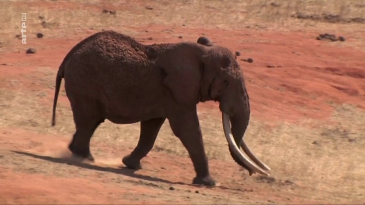Elfenbein - Vom Stosszahn zum Kunstobjekt