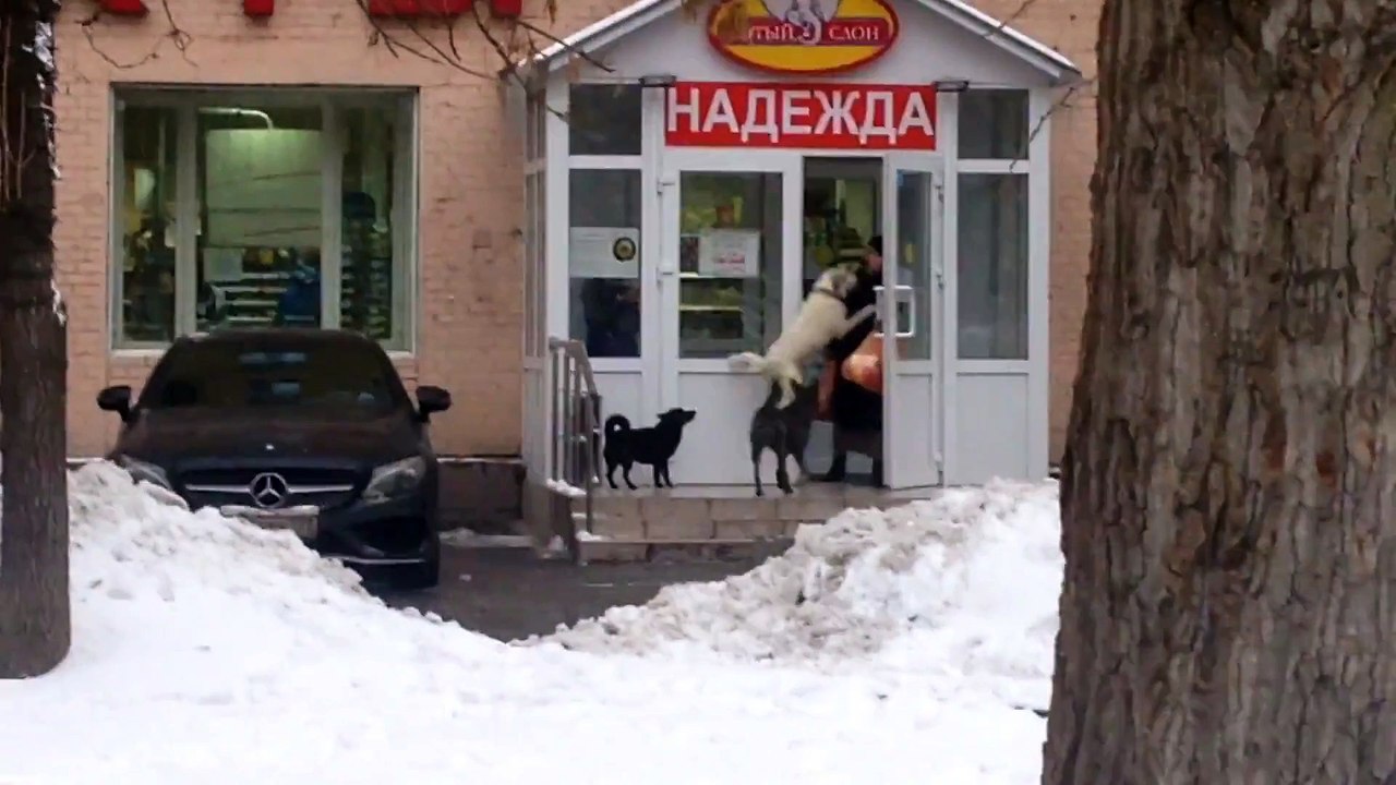 Quand un chien russe se transforme en braqueur de mamies