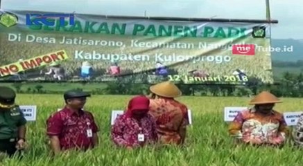 Download Video: Petani Panen Padi, Pemerintah Lakukan Impor Beras