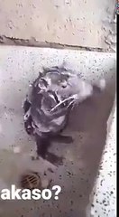 Rato Tomando Banho - Assista ou Baixe o Vídeo do rato tomando banho