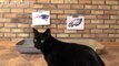 Black Cat Predicts Super Bowl 2018 WINNERS!
