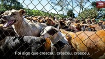 'Terra dos vira-latas': o santuário com uma centena de cães para cada humano