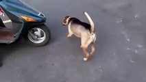 INCREÍBLE PERRO SE SUBE A UNA MOTO PARA DAR UN PASEO con su amo