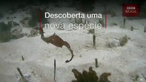 O misterioso dragão-marinho vermelho filmado pela 1ª vez nas profundezas do oceano