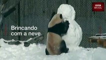 Panda ganha boneco de neve de Natal e se diverte em Toronto