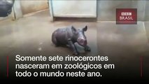 Bebê rinoceronte toma seu primeiro banho