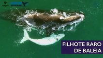 Pesquisadores encontram raro filhote branco de baleia franca