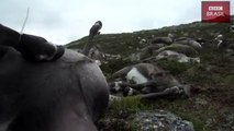 Raios matam mais de 300 renas de uma só vez na Noruega