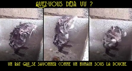 un rat en train de se savonner comme le ferait un humain sous la douche.