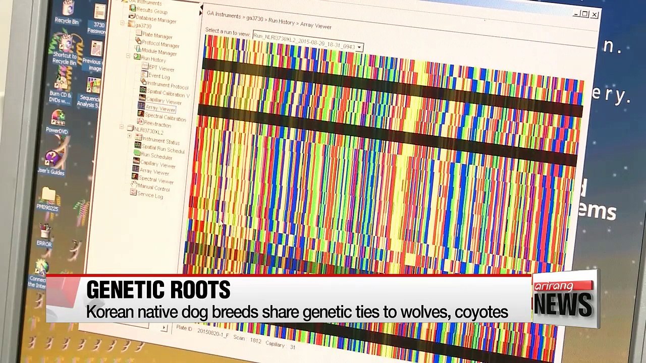 Korean native dog breeds share genetic ties to wolves, coyotes