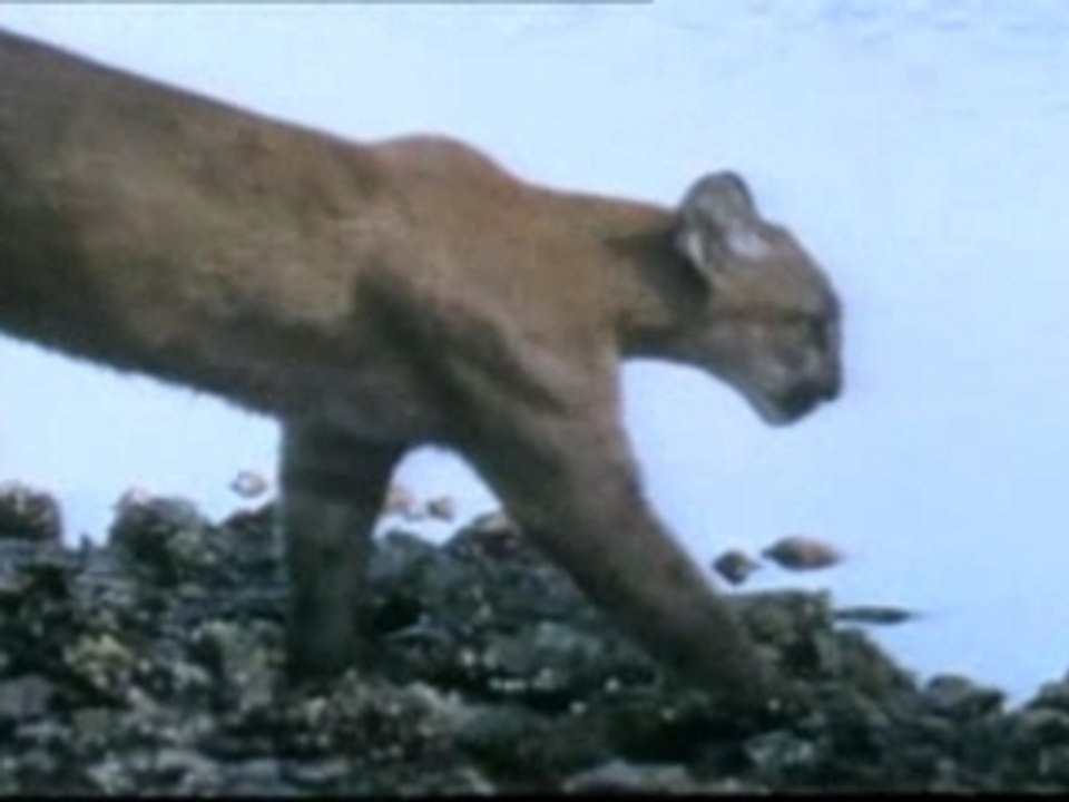 Cougar - Puma