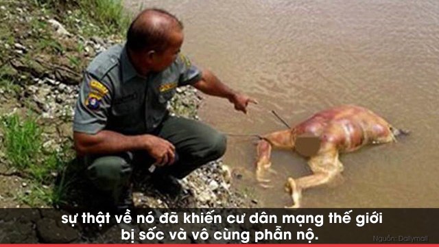 Tưởng thủy quái trôi trên sông, khi lại gần mới khám phá ra sự thật đau lòng