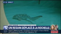 Ashley Chevalier assiste ce matin au déménagement d'un requin zèbre de Paris à La Rochelle