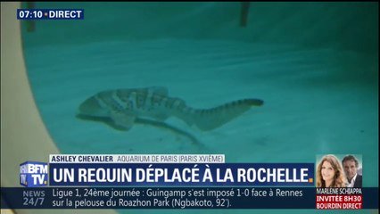 Ashley Chevalier assiste ce matin au déménagement d'un requin zèbre de Paris à La Rochelle
