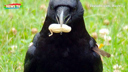 Quạ nắm giữ bí mật về người ngoài hành tinh?