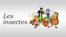 Apprendre le français - Les insectes    [ Vocabulaire ]