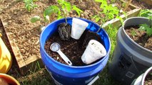 (6 of 9) Growing Tomatoes & Peppers: Pepper Planting, Container Soil, Basic Feeding, Tomato Progress