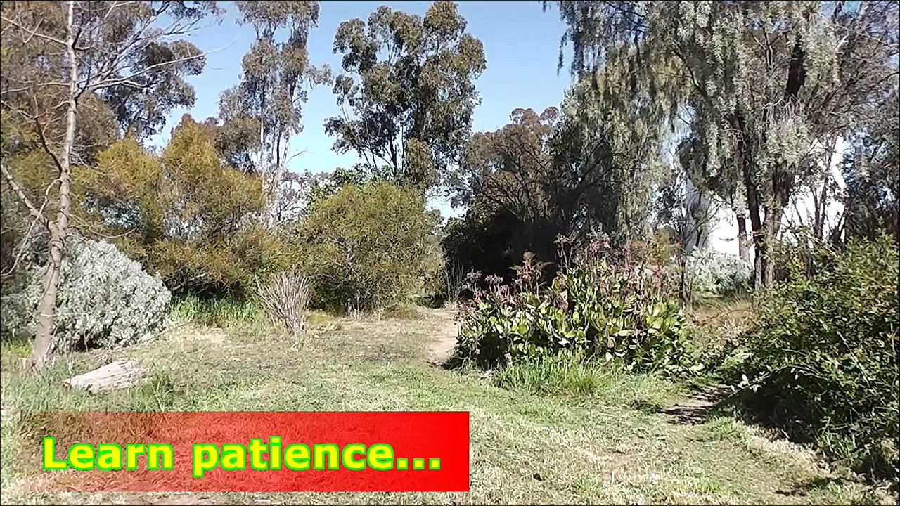 Hunting for Parrots