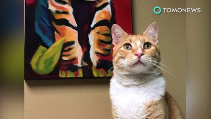 고양이 한마리, 결국 대학교 도서관 출입금지 당해