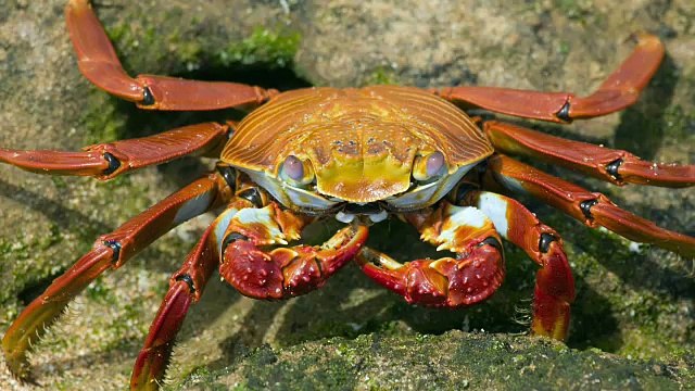 Oxford Discover Level 1 Big Question 3 Where Do Animals Live 2