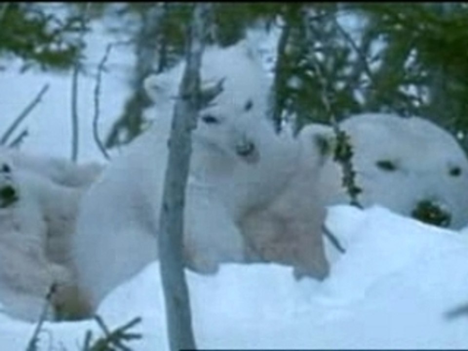 Polar Bear