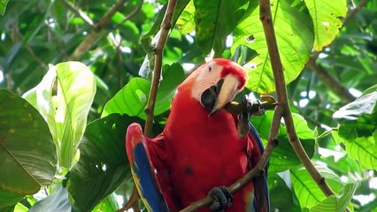 Scarlet Macaw