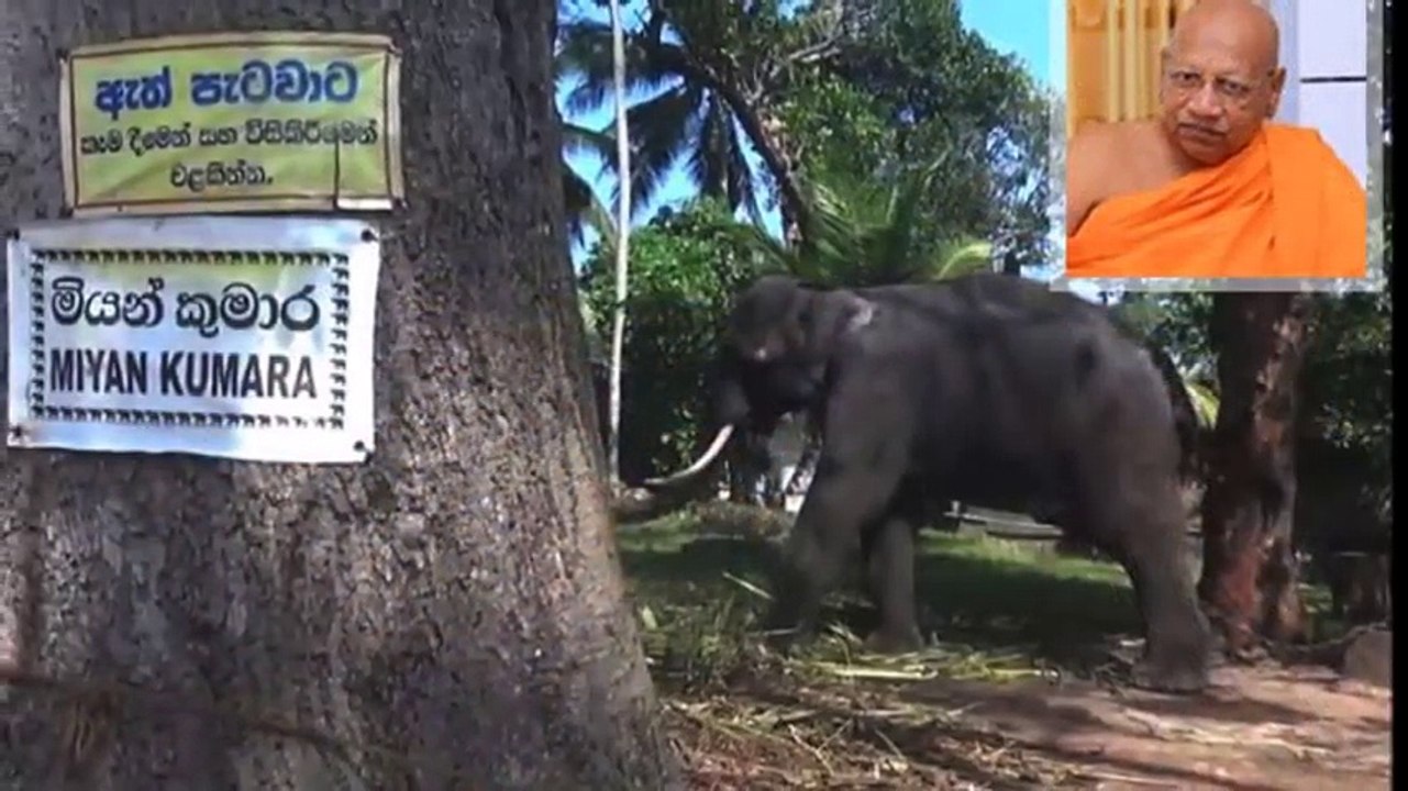 බෙල්ලන්විල පන්සලේ ඇතාගේ පහර දීමෙන් විමල රතන හිමි අපවත් වෙයි