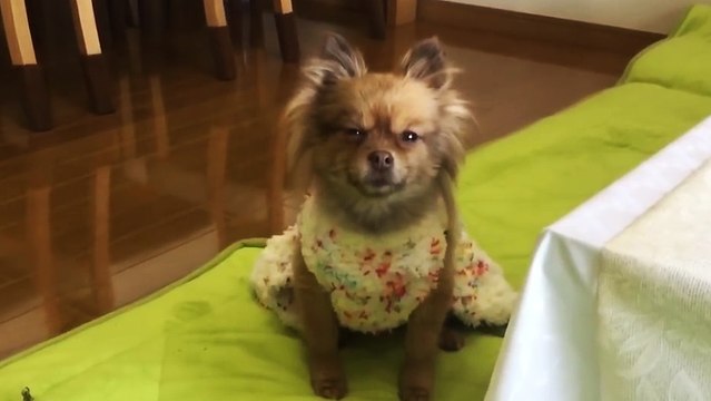 Une femme cherche qui a démoli ses pantoufles parmi tout ses chiens