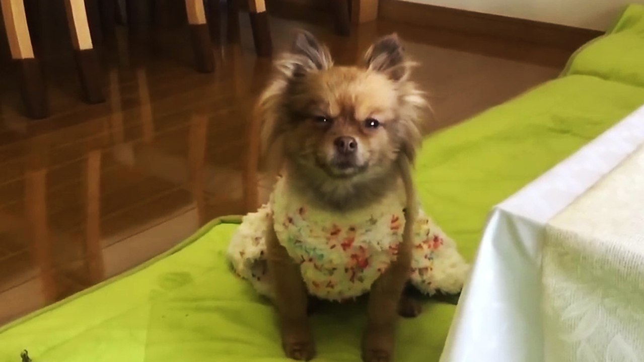 Une femme cherche qui a démoli ses pantoufles parmi tout ses chiens