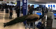 Tavus Kuşu ile Uçağa Binmek İsteyen Kadın Havalimanında İlginç Görüntüler Oluşturdu